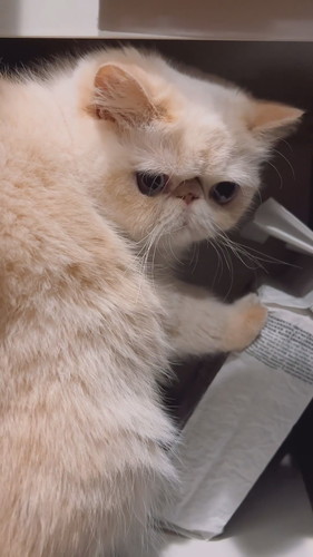 いたずらバレたチェルくん