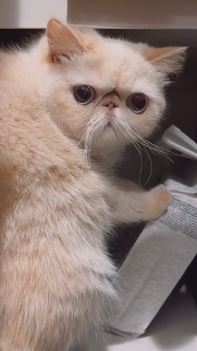 いたずらバレたチェルくん