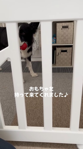 おもちゃ持ってきた犬