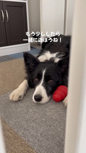 見守る犬