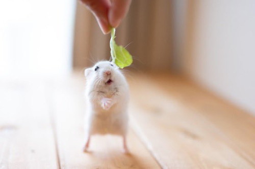 足長ましろくん