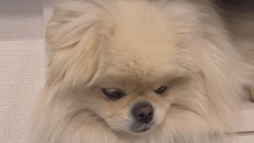 置いていかれると誤解しているなんこつちゃん