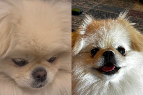 なんこつちゃん