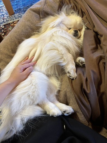 なんこつちゃん