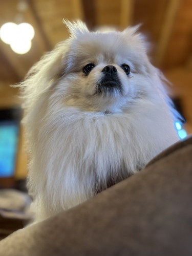 なんこつちゃん