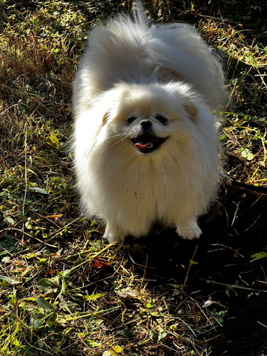 なんこつちゃん