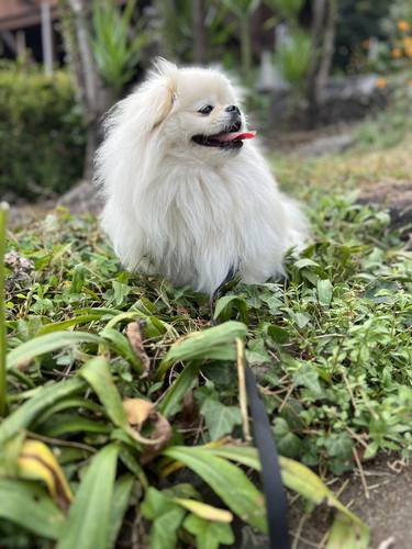 なんこつちゃん