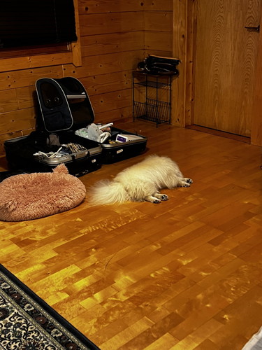 なんこつちゃん