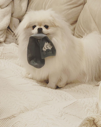 なんこつちゃん