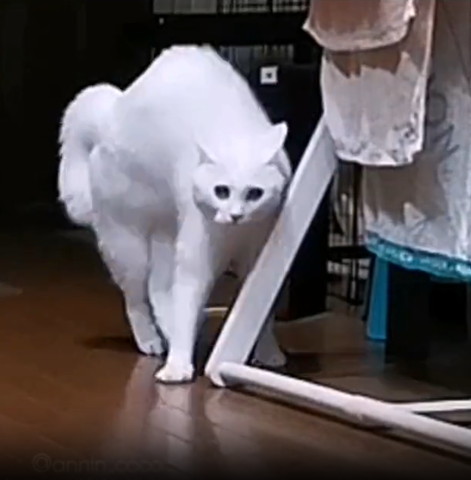 やんのかポーズ猫