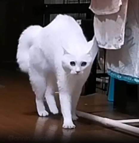 やんのかポーズで前に出てくる猫