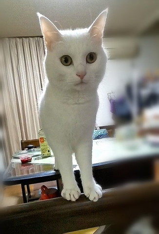 家具に前足置く猫