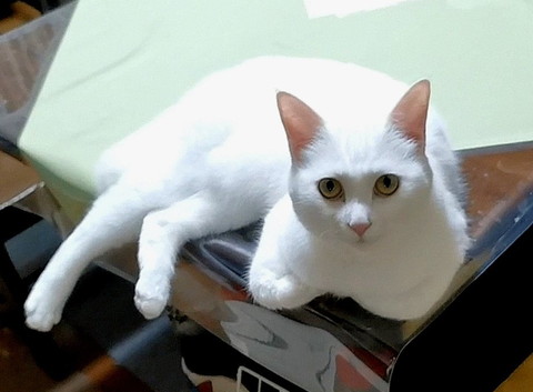 上目使い猫ちゃん