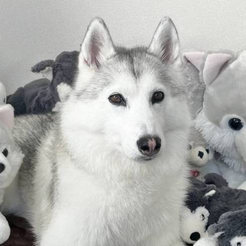 犬 シベリアンハスキー アーニャちゃん 本物はどれ