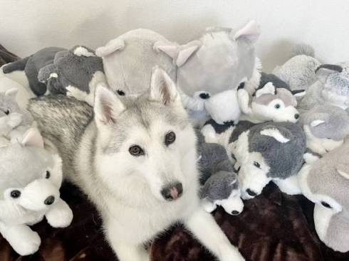 犬 シベリアンハスキー アーニャちゃん 本物はどれ