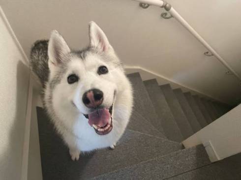 犬 シベリアンハスキー アーニャちゃん 本物はどれ