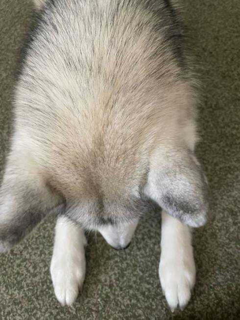 犬 シベリアンハスキー アーニャちゃん 本物はどれ