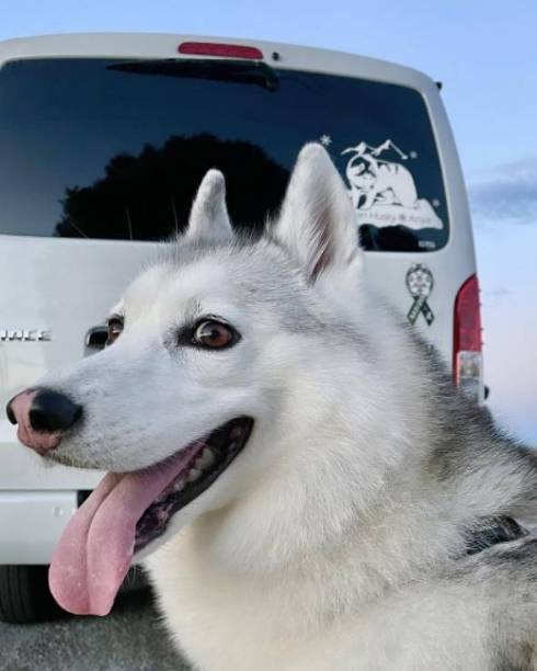 犬 シベリアンハスキー アーニャちゃん 本物はどれ