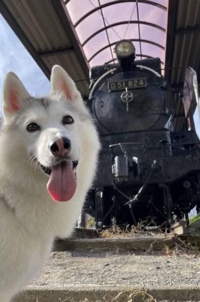 犬 シベリアンハスキー アーニャちゃん 本物はどれ