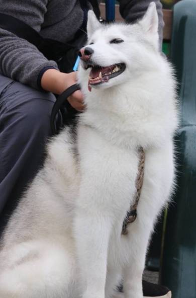 犬 シベリアンハスキー アーニャちゃん 本物はどれ