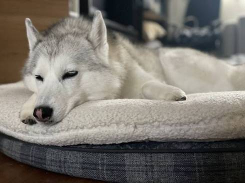 犬 シベリアンハスキー アーニャちゃん 本物はどれ