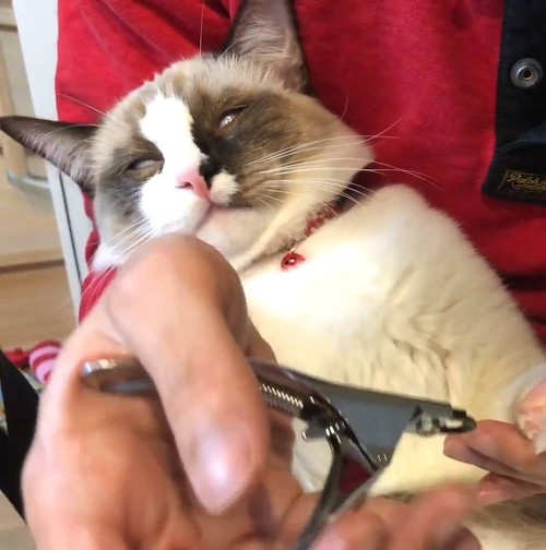 iPhoneがおすすめしてきた爪切り中の猫