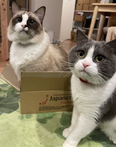 ジャパネットと猫