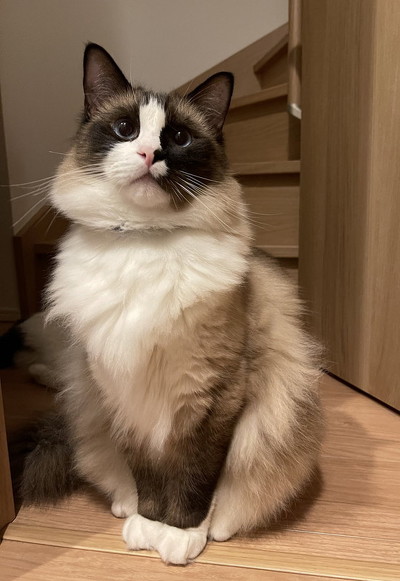 こんがりこげた猫