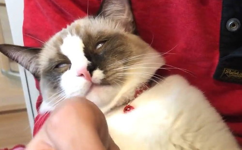 爪切り中に昇天した猫