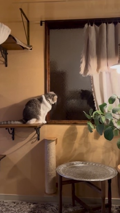 ガラスを隔てた2匹の猫