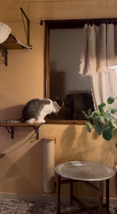 ガラス越しに近づく猫