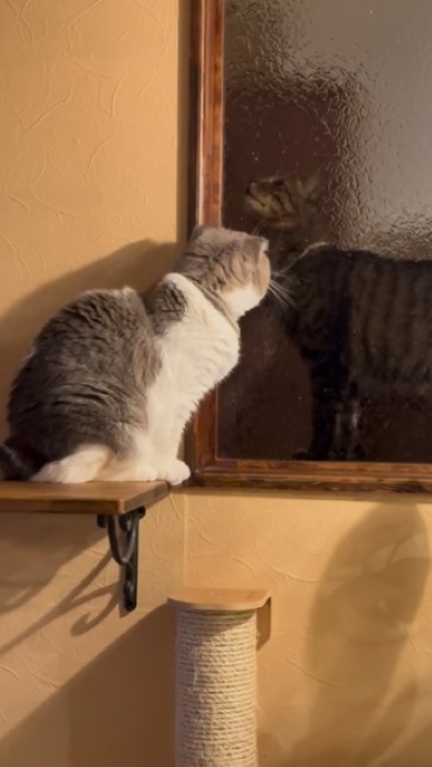 不思議そうな猫