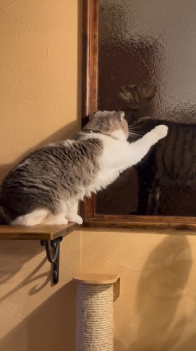 猫を触ろうとする猫