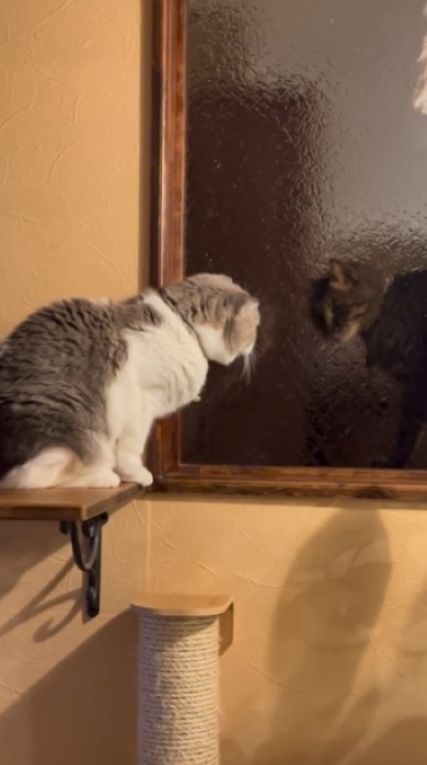 お互いを確認する猫