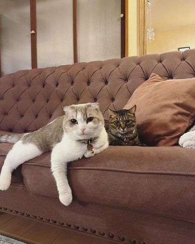 猫を触ろうとする猫