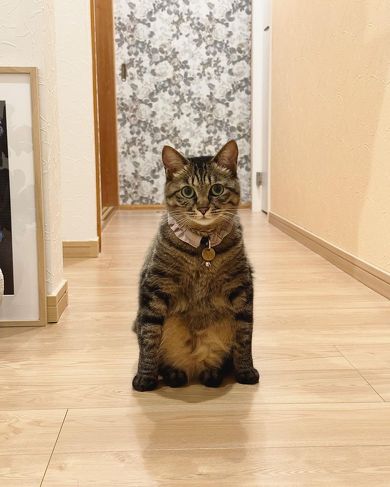 猫を触ろうとする猫