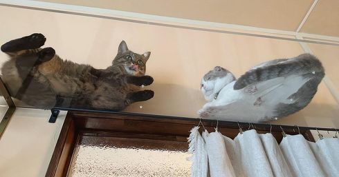 猫を触ろうとする猫