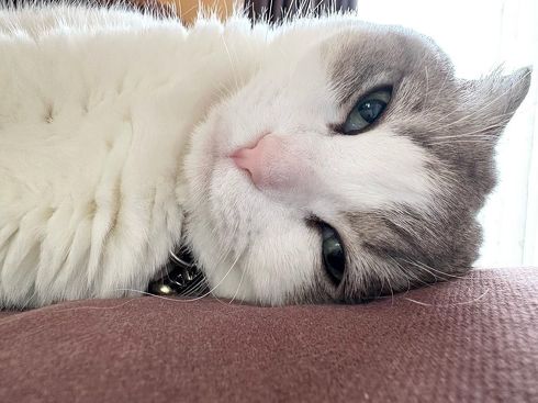 猫を触ろうとする猫