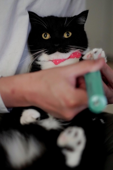 足裏の毛を剃る猫
