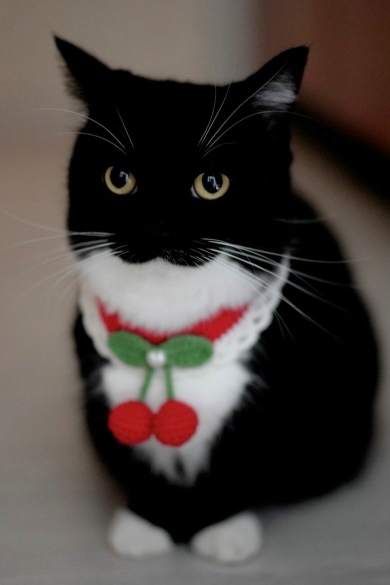 前掛けをした猫