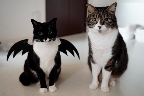 ハロウィーンの仮装をした猫