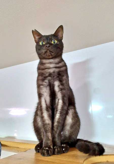 ご飯も入ってない 捕獲器 勝手に入っていた 保護 猫 ビフォーアフター