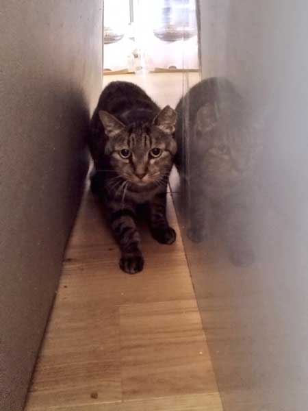 ご飯も入ってない 捕獲器 勝手に入っていた 保護 猫 ビフォーアフター