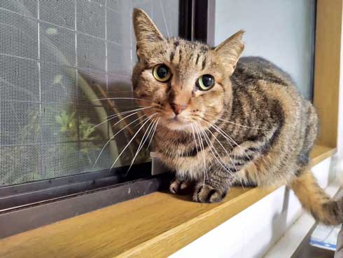 ご飯も入ってない 捕獲器 勝手に入っていた 保護 猫 ビフォーアフター