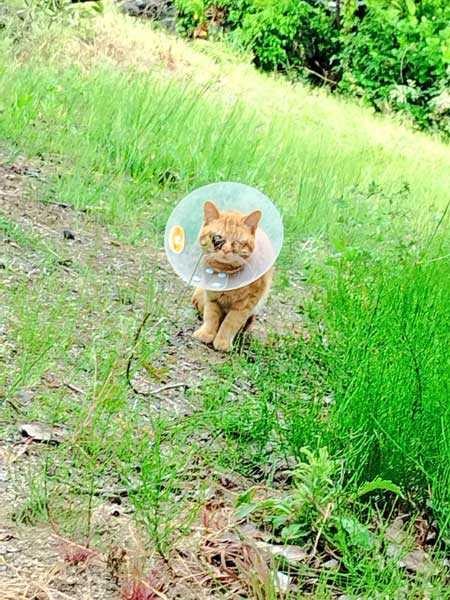 ご飯も入ってない 捕獲器 勝手に入っていた 保護 猫 ビフォーアフター