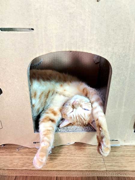 ご飯も入ってない 捕獲器 勝手に入っていた 保護 猫 ビフォーアフター