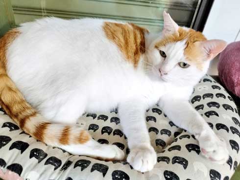 ご飯も入ってない 捕獲器 勝手に入っていた 保護 猫 ビフォーアフター