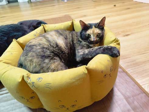 ご飯も入ってない 捕獲器 勝手に入っていた 保護 猫 ビフォーアフター