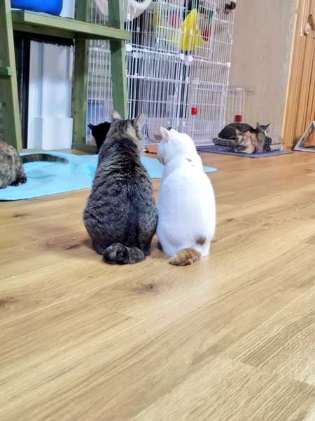 ご飯も入ってない 捕獲器 勝手に入っていた 保護 猫 ビフォーアフター