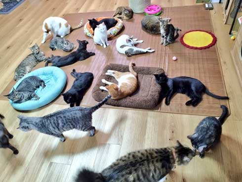 ご飯も入ってない 捕獲器 勝手に入っていた 保護 猫 ビフォーアフター